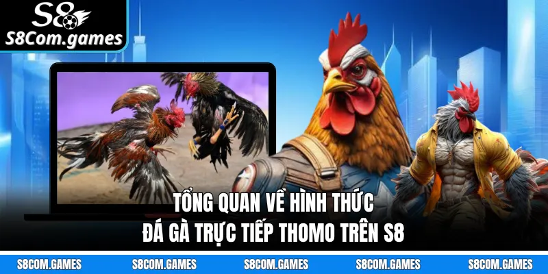 Tổng quan về hình thức đá gà trực tiếp Thomo trên S8
